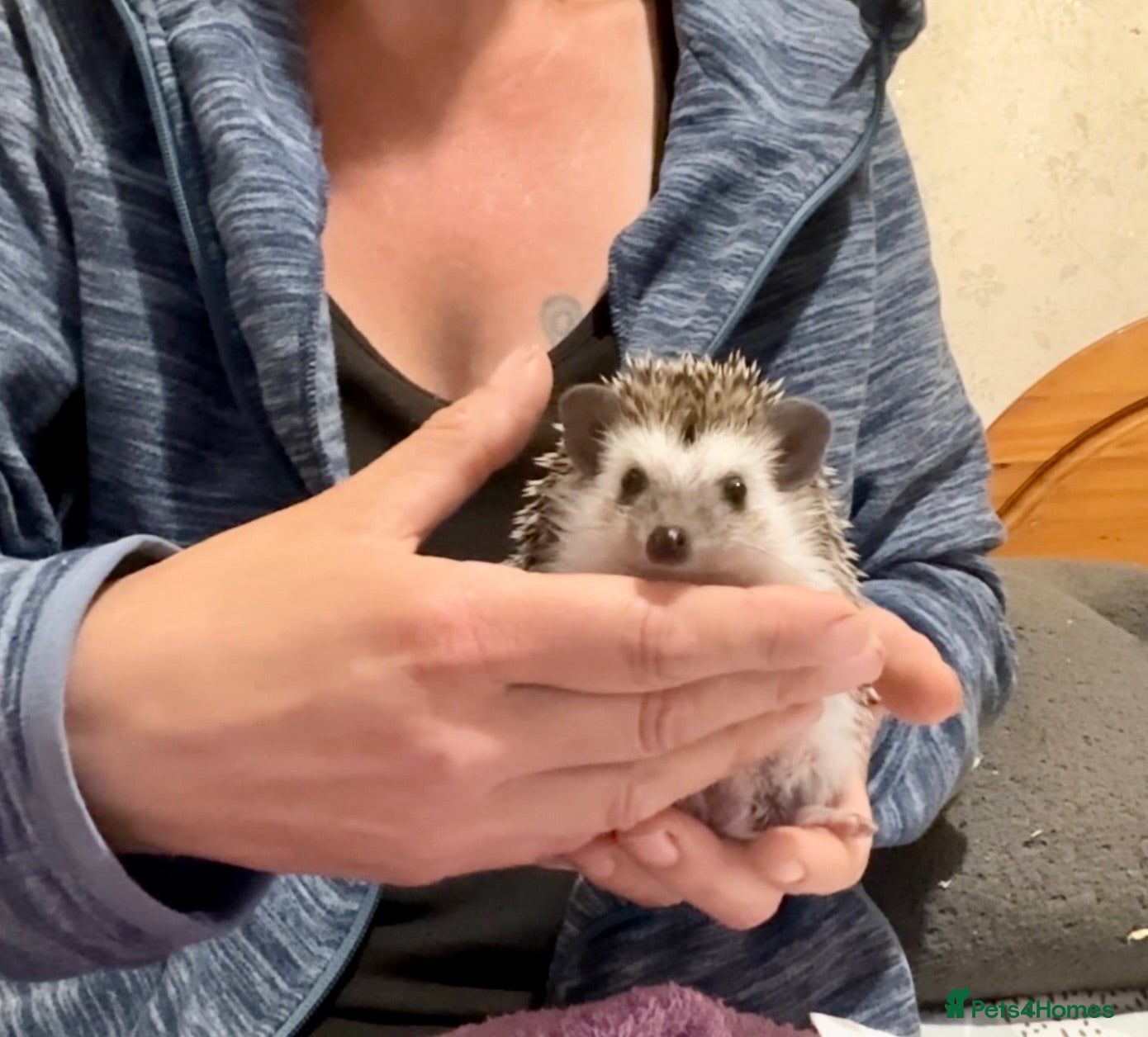 Pygmy Hedgehog rodents for sale: African Pygmy Hedgehog hoglets baby’s ready now  - Advert 2