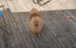 Pomeranian dogs for sale: ✨ Fluffy Pomeranian Puppies – Ready in October! - Image 20