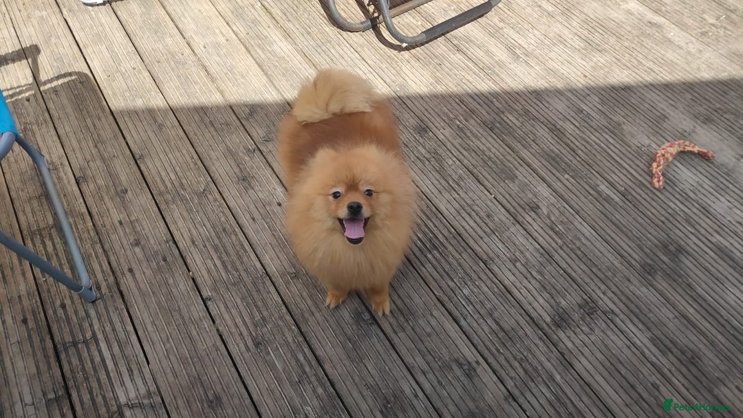 Pomeranian dogs for sale: ✨ Fluffy Pomeranian Puppies – Ready in October! - Image 20