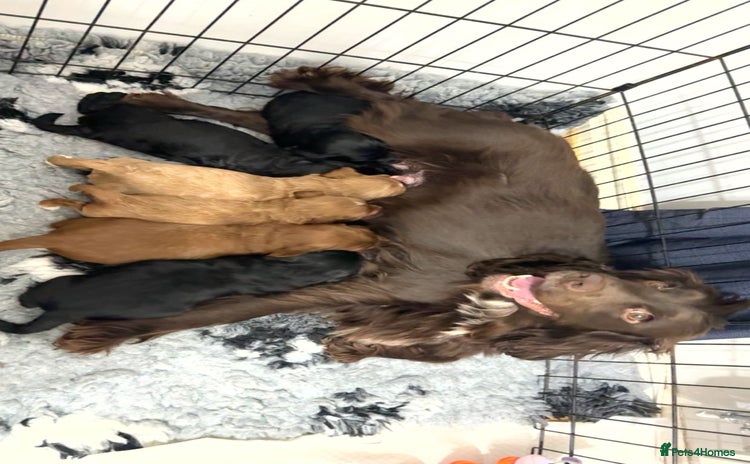 Cockapoo dogs - Advert 1