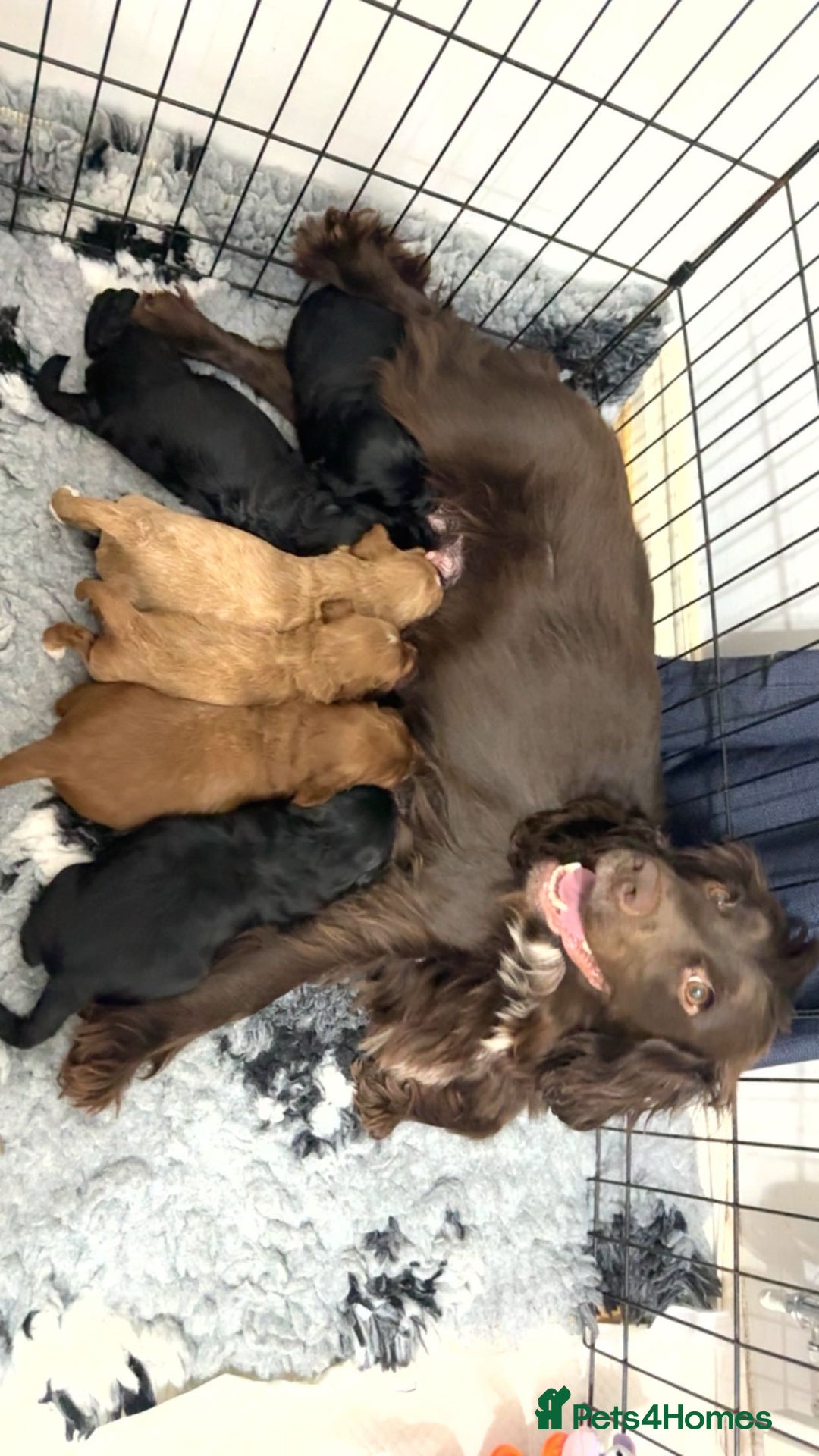 Cockapoo dogs for sale: Cockapoo puppies  - Image 1