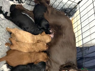 Cockapoo dogs Cockapoo puppies 2 boys remaining! - Advert 15