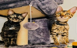 Bengal cats for sale: Bengal Kittens Tica Registered  - Image 33