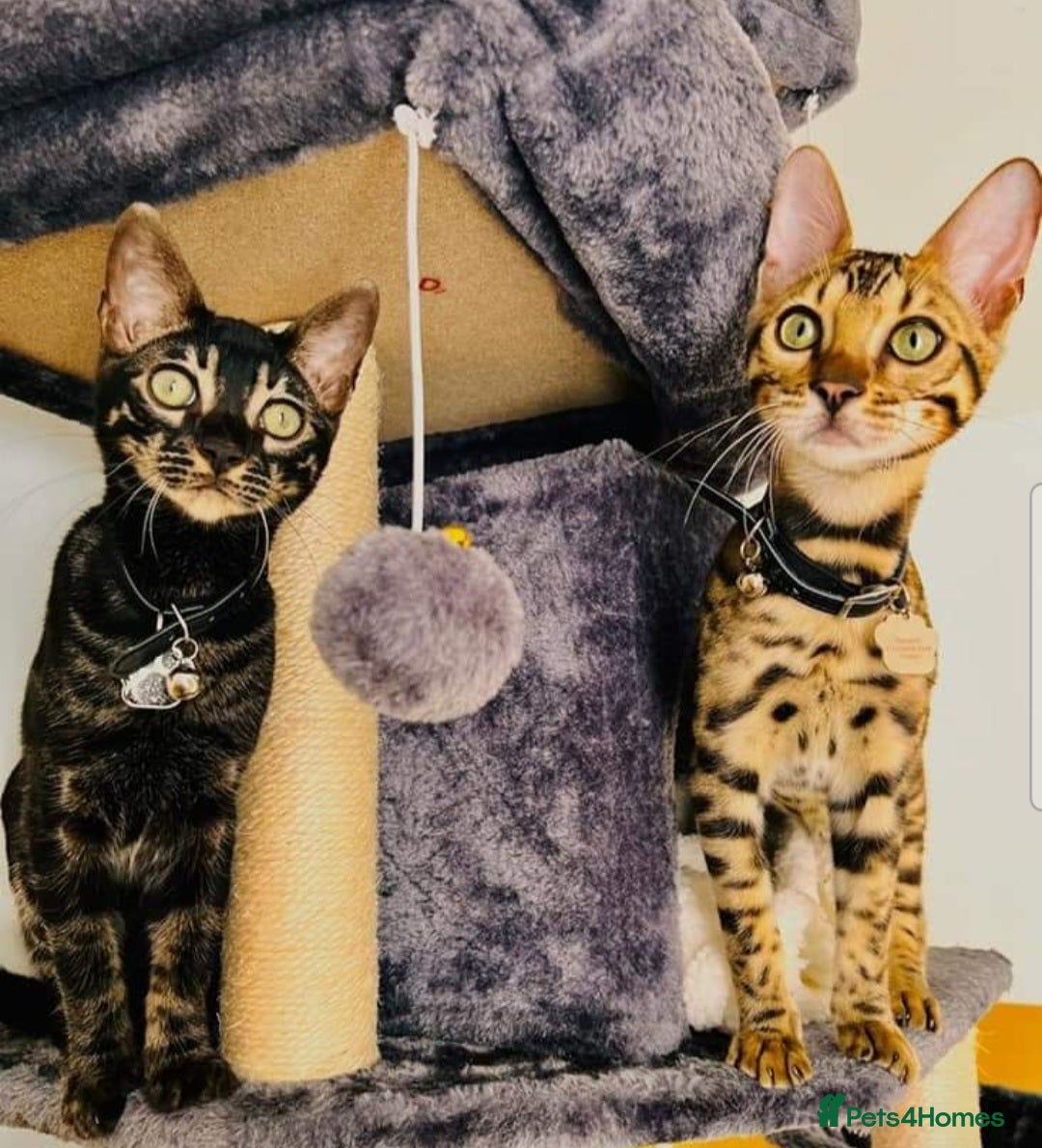 Bengal cats for sale: Bengal Kittens Tica Registered  - Image 33