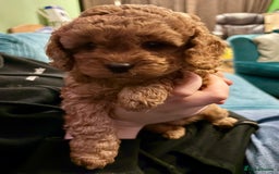 Cavapoo dogs for sale: Playful, affectionate, red Cavapoo puppies  - Image 36