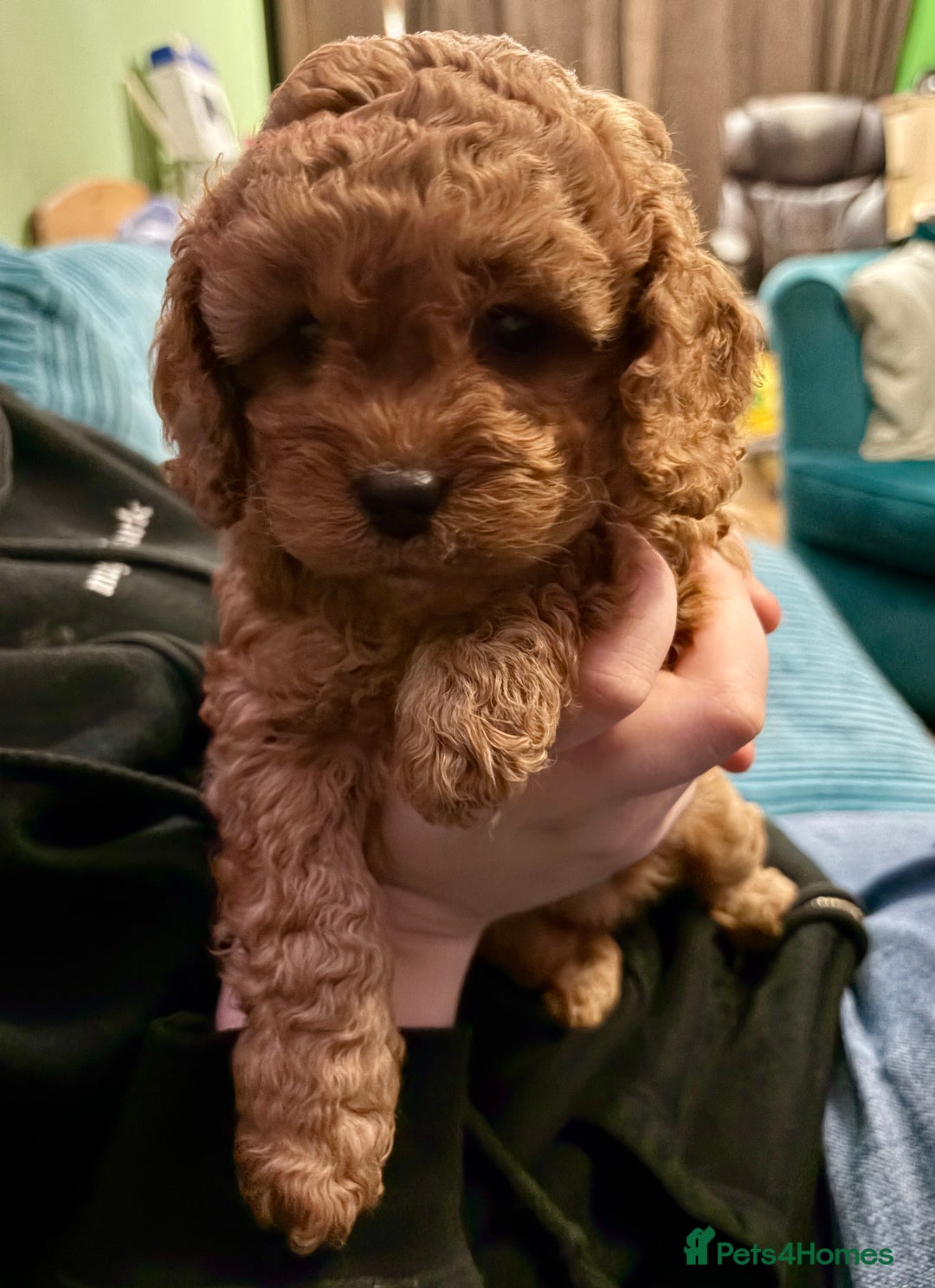 Cavapoo dogs for sale: Playful, affectionate, red Cavapoo puppies  - Image 36
