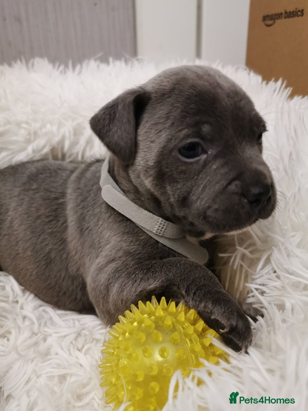 Staffordshire Bull Terrier dogs for sale: Staffordshire Bull Terrier puppies for sale  - Advert 23