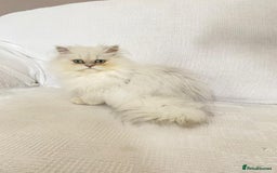 Persian cats for sale: Female persian chinchilla ready! - Image 3