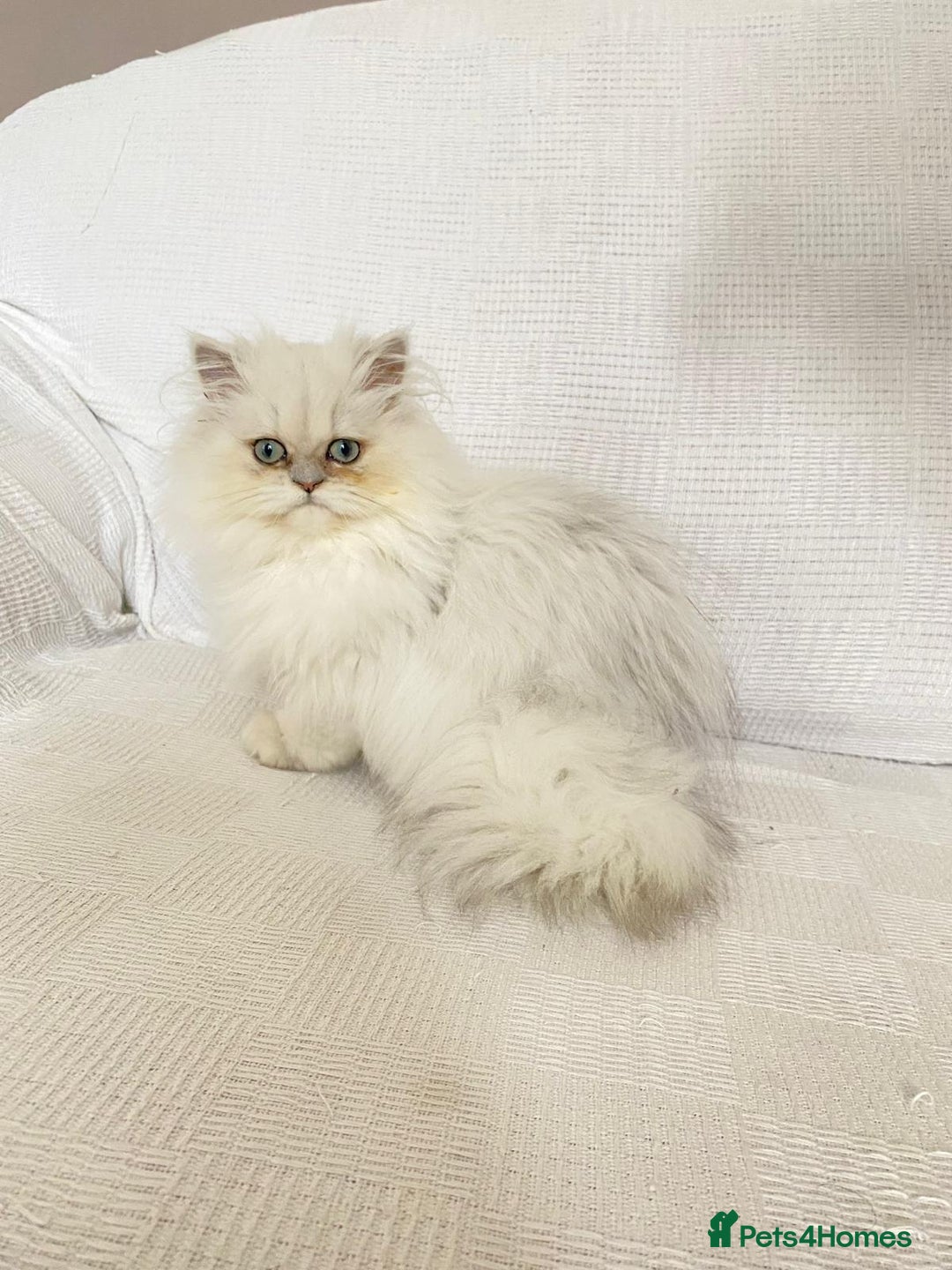 Persian cats for sale: Female persian chinchilla ready! - Image 3