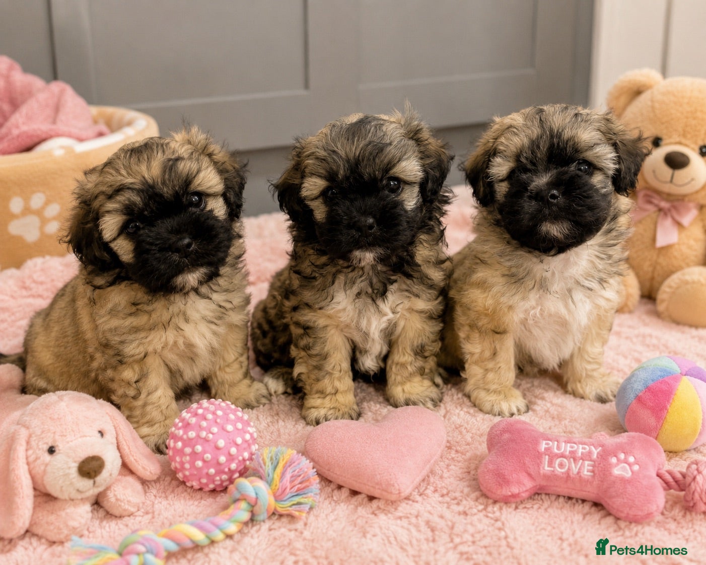 Toy Poodle dogs Peakpoos - Advert 3