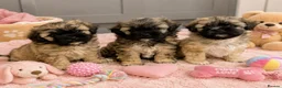 Toy Poodle dogs for sale: Peakpoos - Advert 1