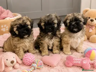 Toy Poodle dogs Peakpoos - Advert 1
