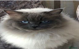 Ragdoll cats for sale: Beautiful Ragdoll kittens - Image 2