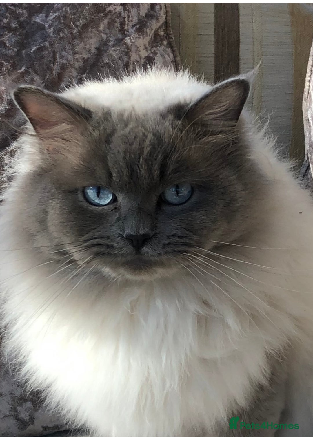 Ragdoll cats for sale: Beautiful Ragdoll kittens - Image 2