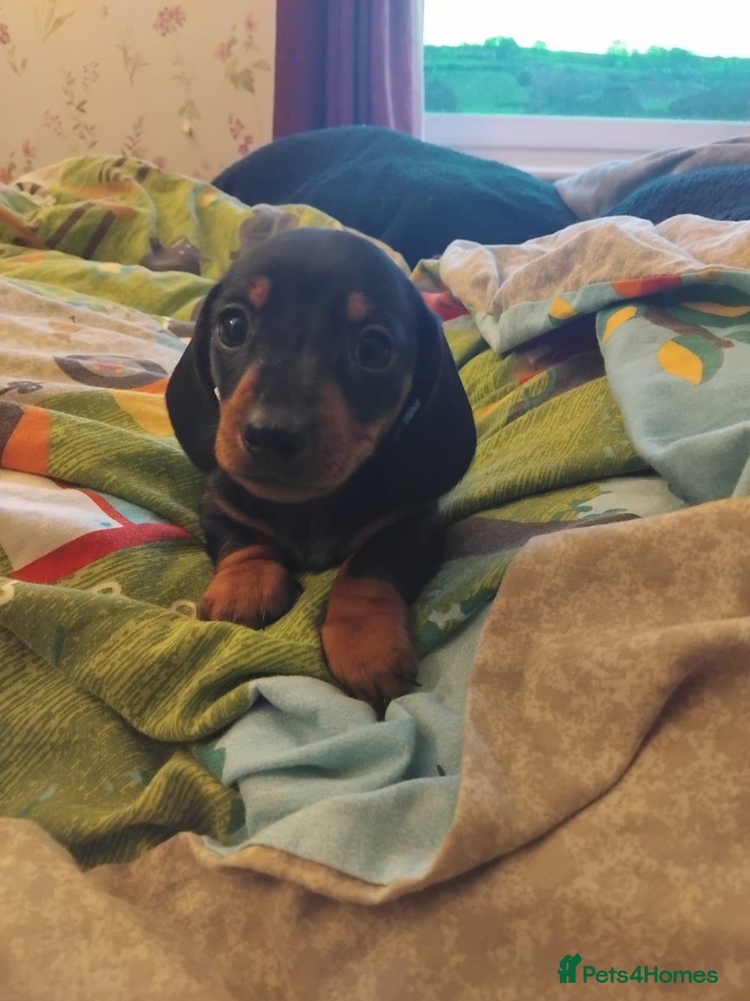 Miniature Dachshund dogs for sale: Miniature dashchund  - Advert 3