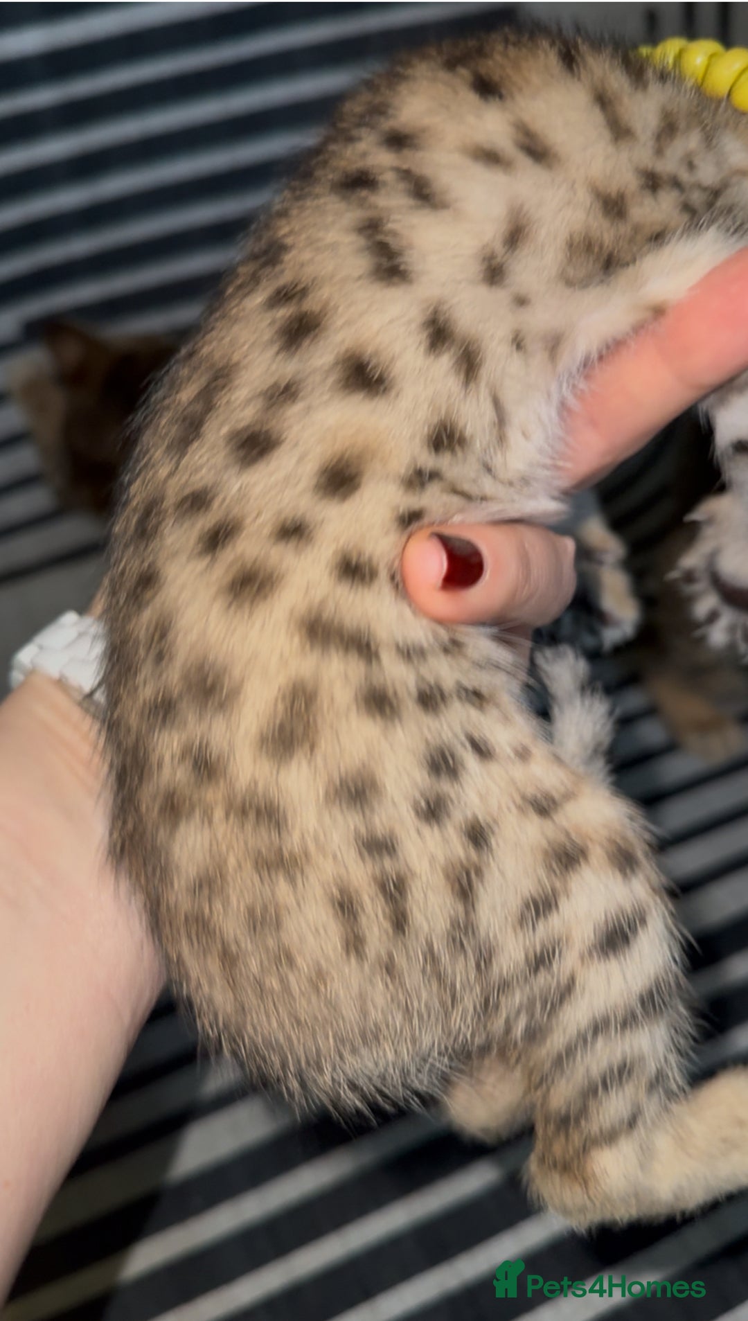 Savannah cats for sale: Excellent Quality Tica Registered Purebred kittens - Advert 18