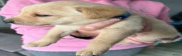 Labrador Retriever dogs for sale: Labrador pups for sale  - Advert 14