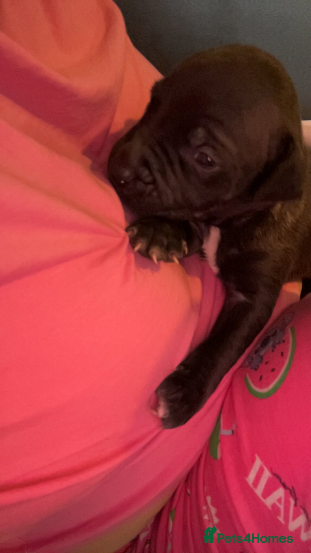 American Bully dogs for sale: American bully puppies - Image 11