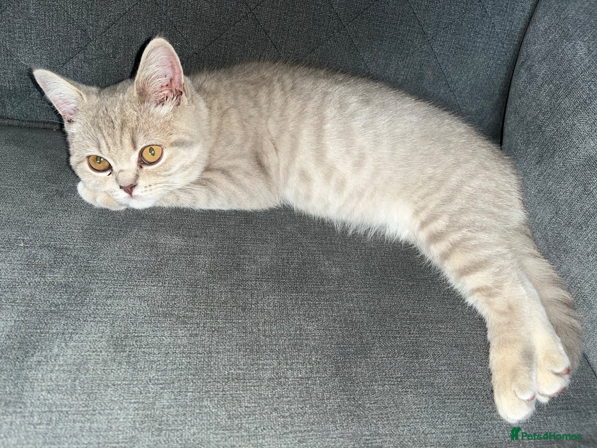 British Shorthair cats British short hair  - Advert 18
