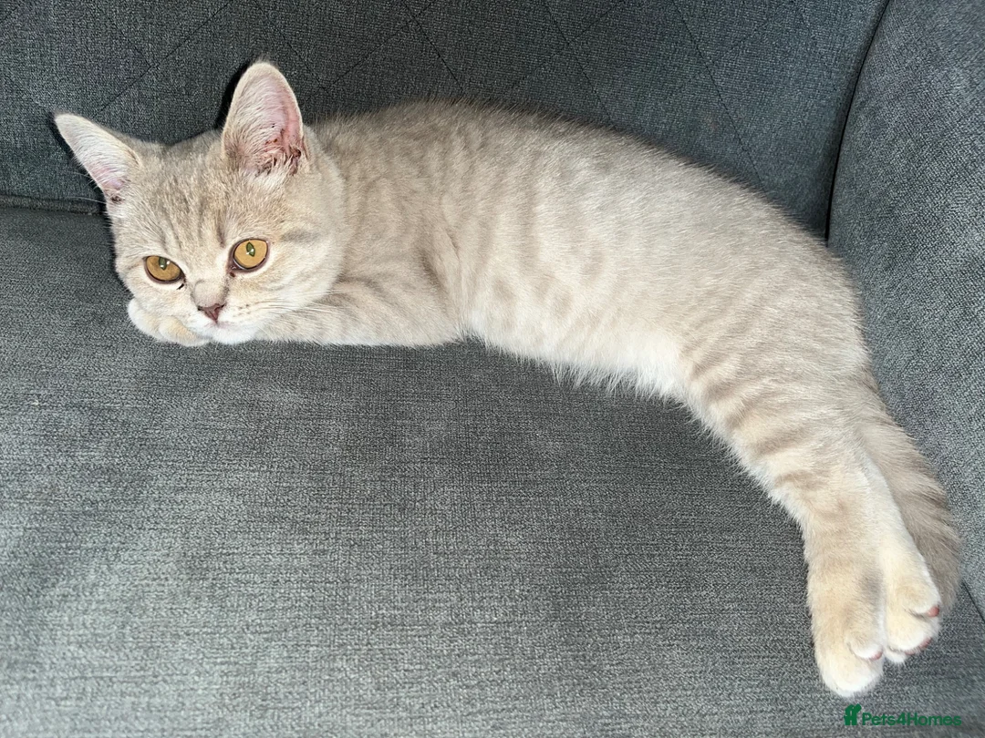 British Shorthair cats for sale: British short hair  - Advert 1