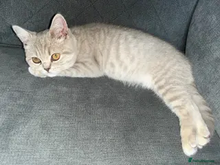 British Shorthair cats British short hair - Advert 1