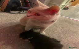 British Shorthair cats for sale: Absolutely stunning half bsh kittens - Image 6