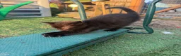 Mixed Breed cats for sale: Gorgeous Long Haired Tuxedo and Black Kittens - Advert 8