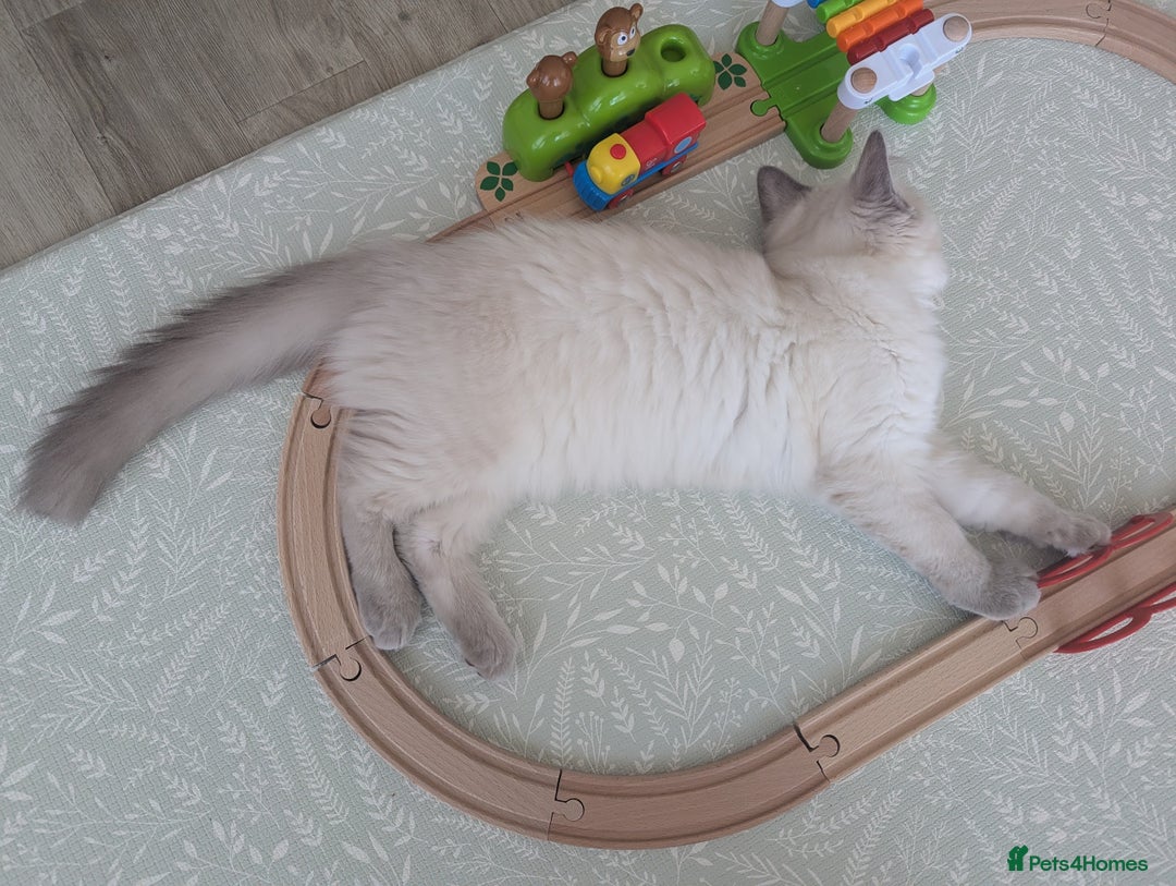 Ragdoll cats for sale: Male Ragdoll Seeks Loving Home💙 - Image 14