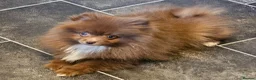 Pomeranian dogs for sale: READY TO LEAVE NOW Beautiful Boy KC pomeranian Pup - Advert 3