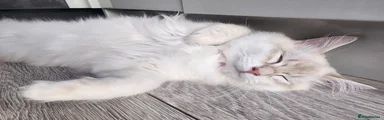 Siberian 1