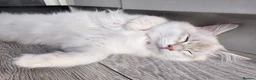 Siberian cats for sale: Siberian Male Kitten GCCF Reg Active Breeding  - Advert 17