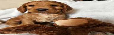 Cocker Spaniel 1