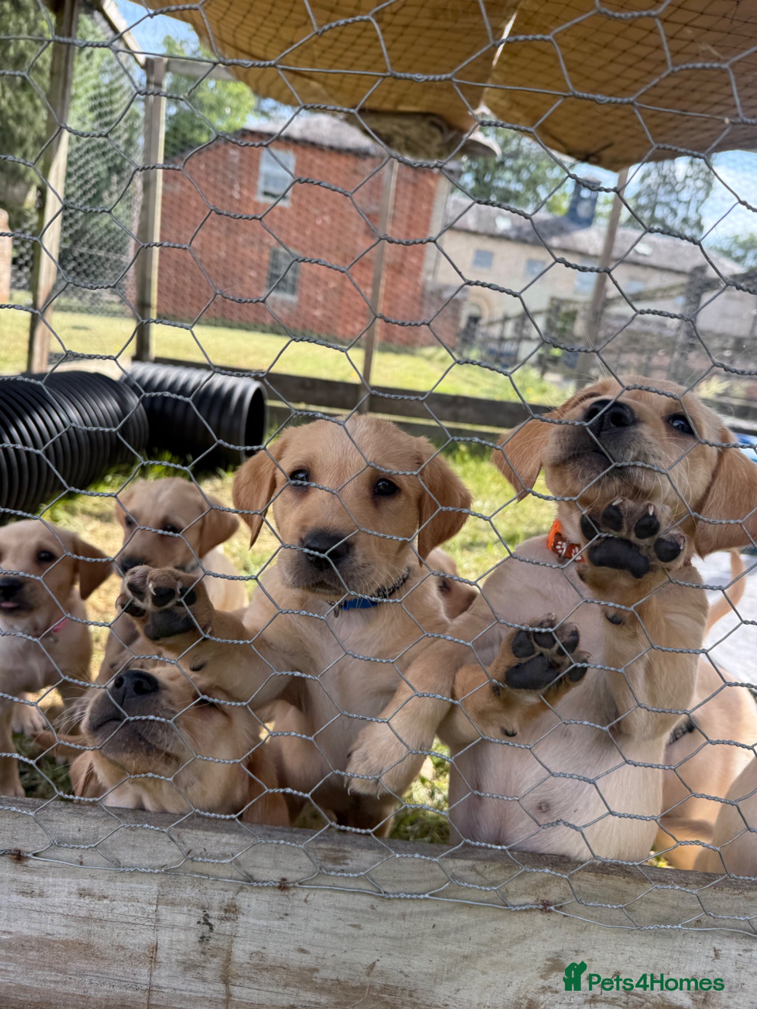 Goldador dogs 🐾 Last boys GOLDADOR - biddable working lineage  - Advert 2