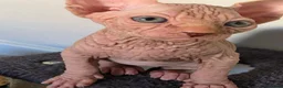 Sphynx cats for sale: ✨ Exceptional Sphynx Kittens Available ✨ - Advert 30
