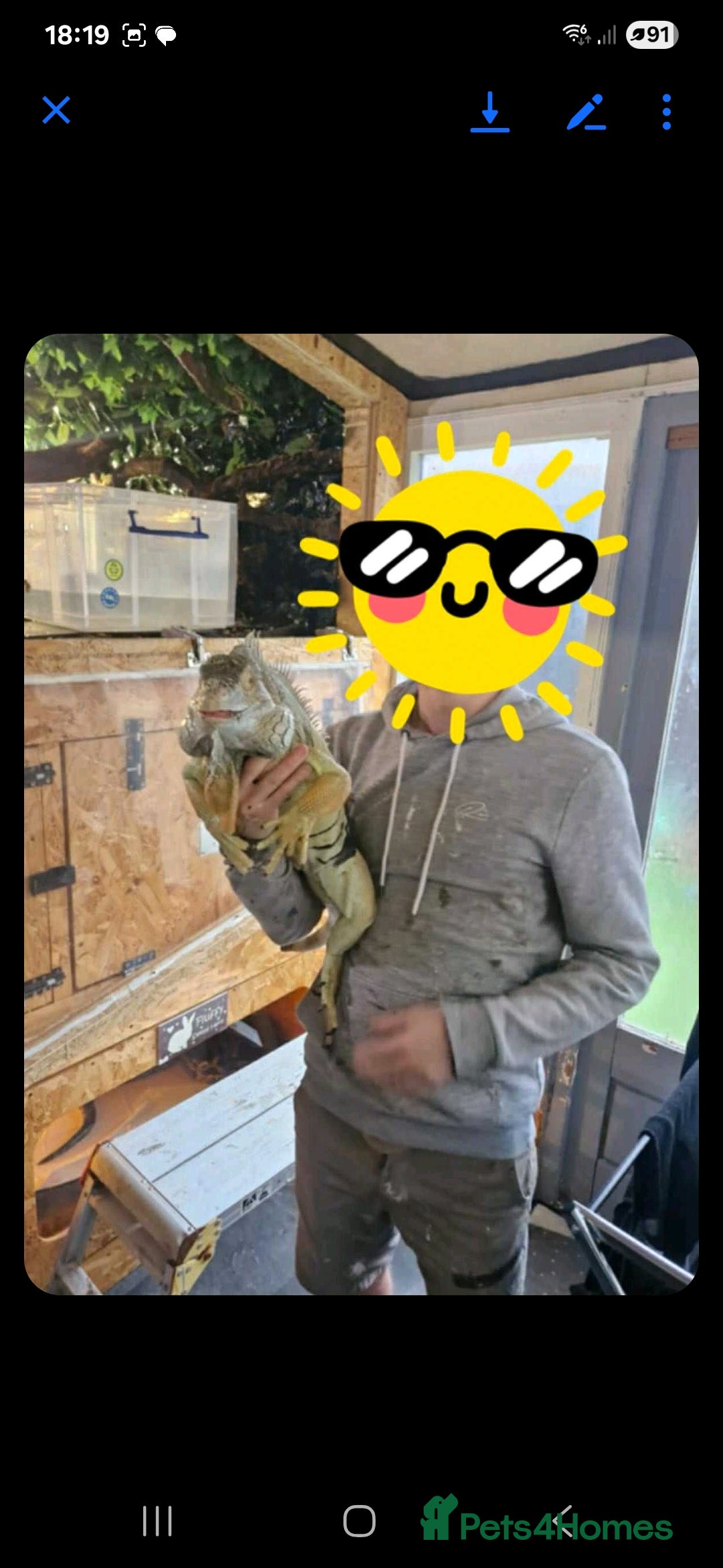 Iguana reptiles for sale: 10yr old male green iguana - Image 2