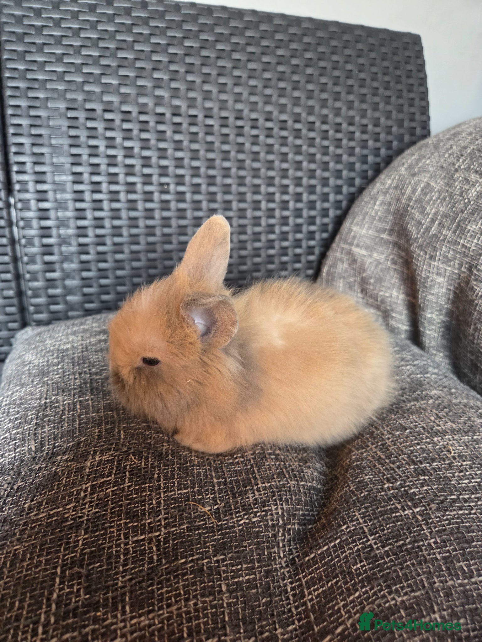 Lionhead rabbits for sale: Beautiful 8 week old mixed colour lionheads in Derby - Advert 3