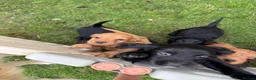 Mixed Breed dogs for sale: Sprockerpoos in Cornwall  - Advert 16