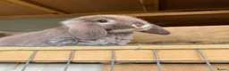 Mini Lop rabbits for sale: MINI LOP BUNNIES - PEDIGREE  - Advert 4