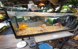 Fancy Goldfish fish for sale: Orienmetal gold fish  - Image 7