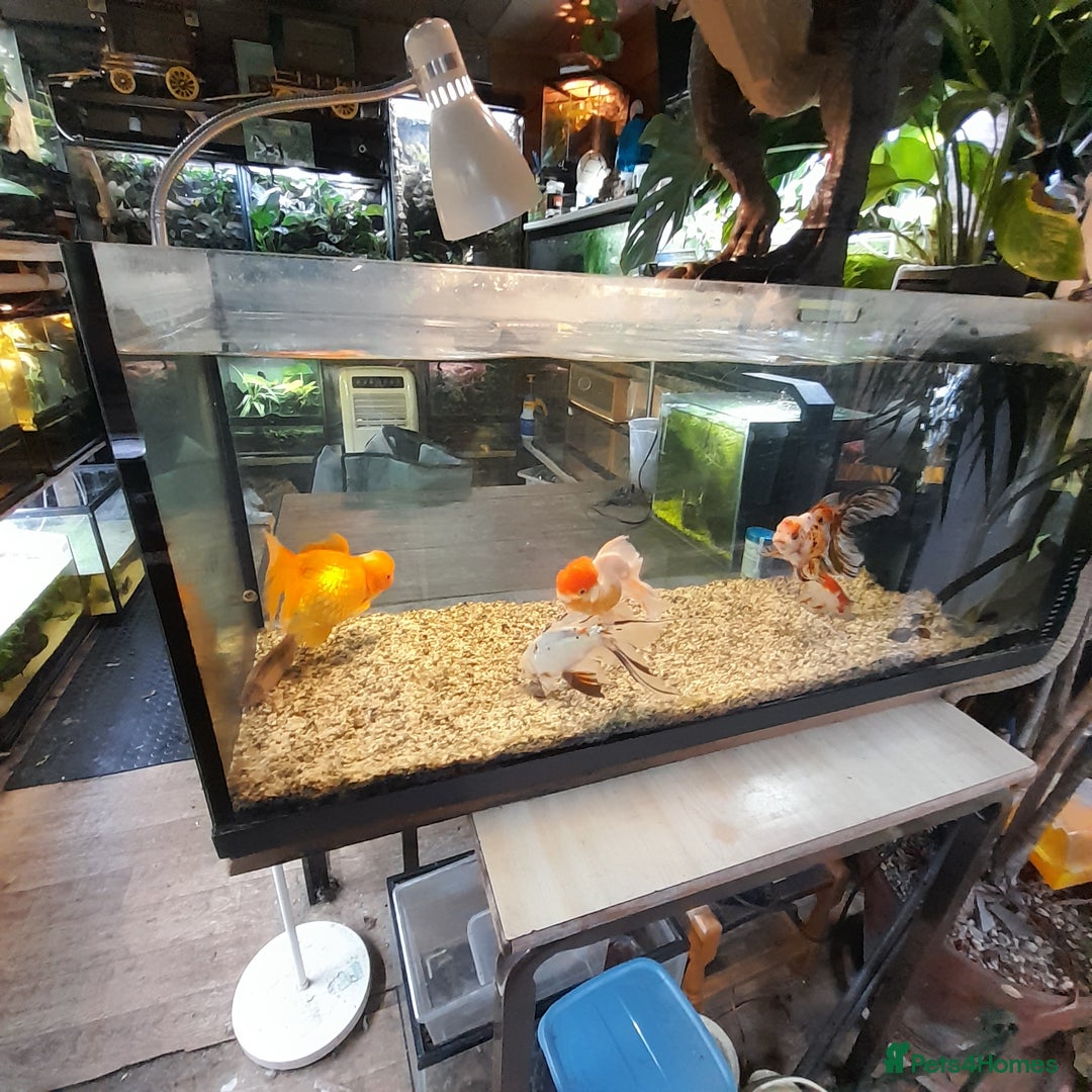Fancy Goldfish fish for sale: Orienmetal gold fish  - Image 7