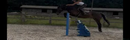 English Thoroughbred horses for sale: Super ror prospect with moves to die for - Advert 6