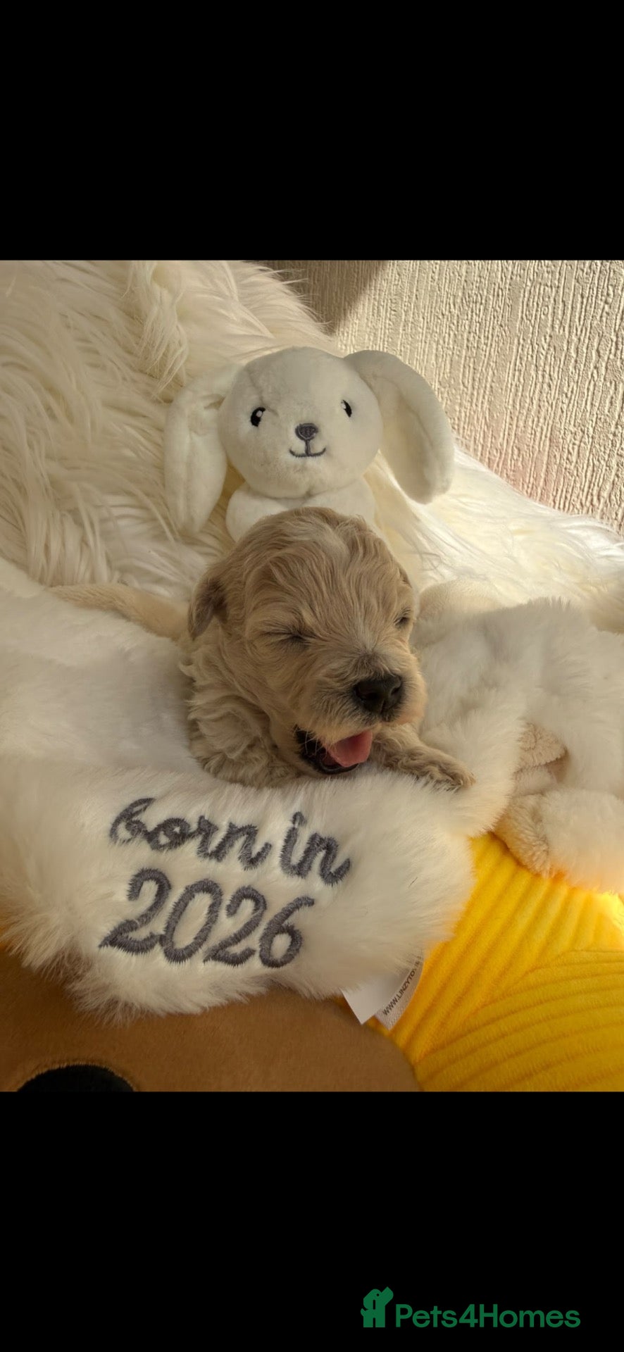 Maltipoo dogs Tiny miracle maltipoo  - Advert 16