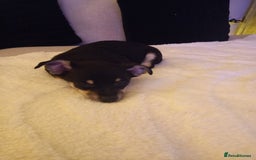 Jack Russell dogs for sale: Beautiful Jack russell puppy ( last one) - Image 10