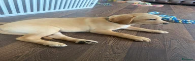 Labrador Retriever brown collar