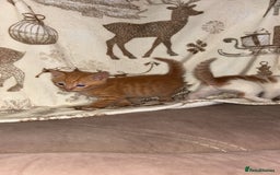 Mixed Breed cats for sale: Calico cross tabby  - Image 11