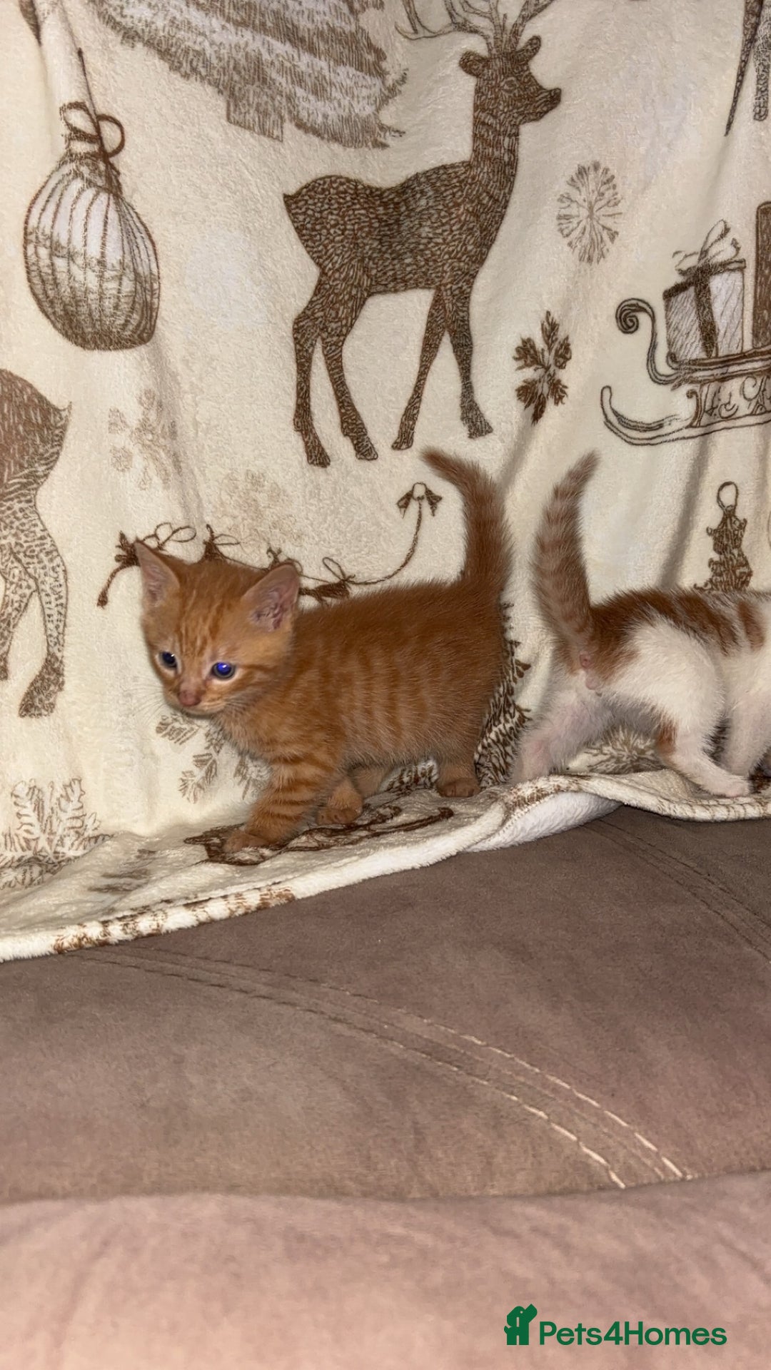Mixed Breed cats for sale: Calico cross tabby  - Image 11