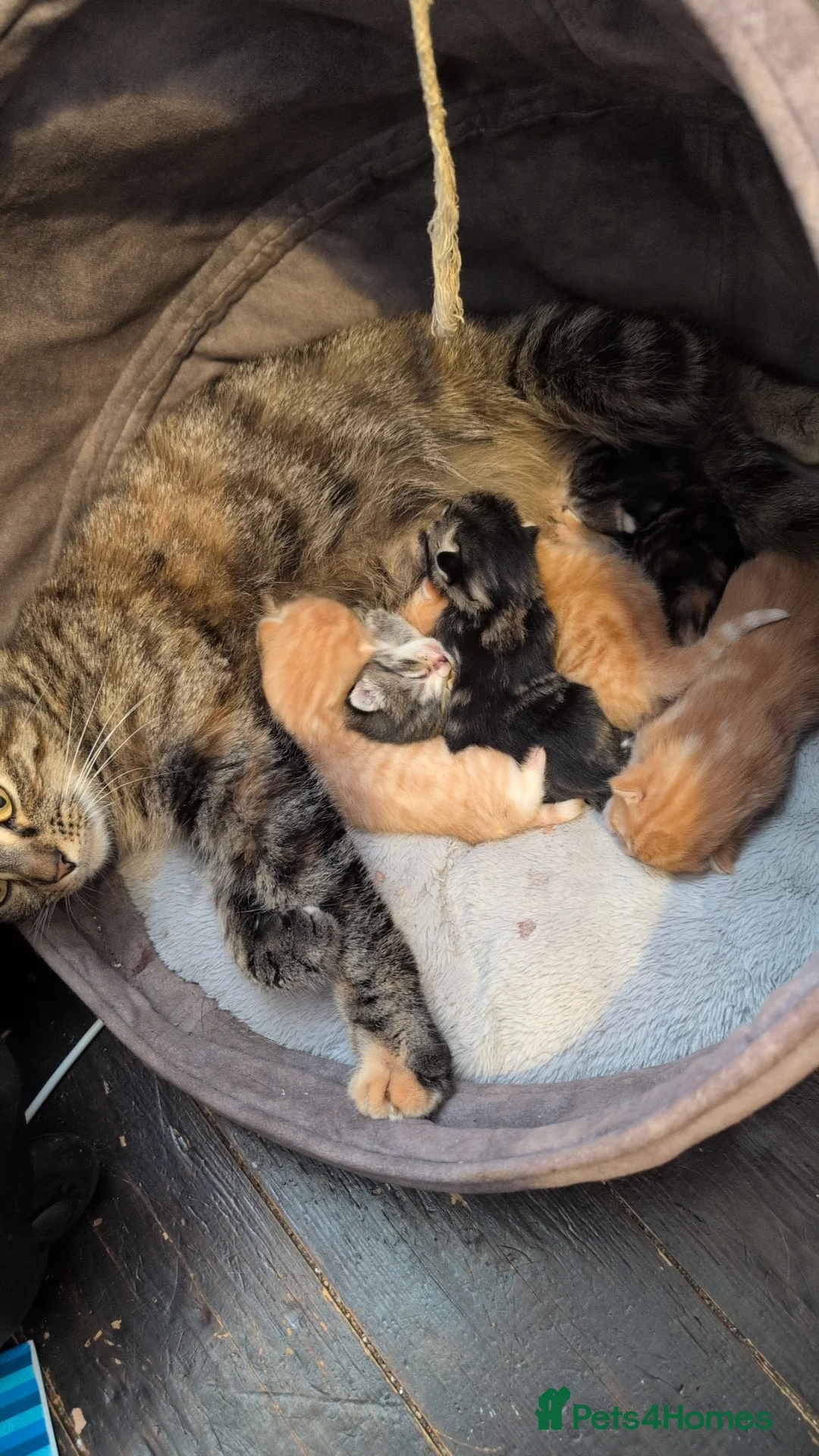 Mixed Breed cats for sale: 5 Kittens  in Swindon - Advert 1