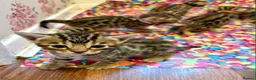 Bengal cats for sale: Amazing Bengal kittens  - Advert 5