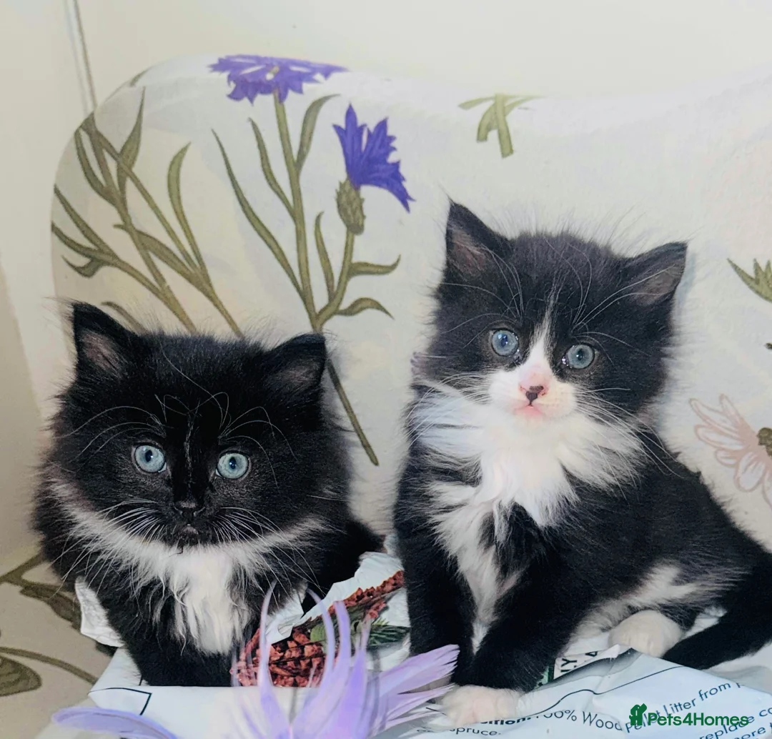 Mixed Breed cats for sale: 4 Beautiful Tuxedo Kittens (3 Long haired) <3 - Advert 8