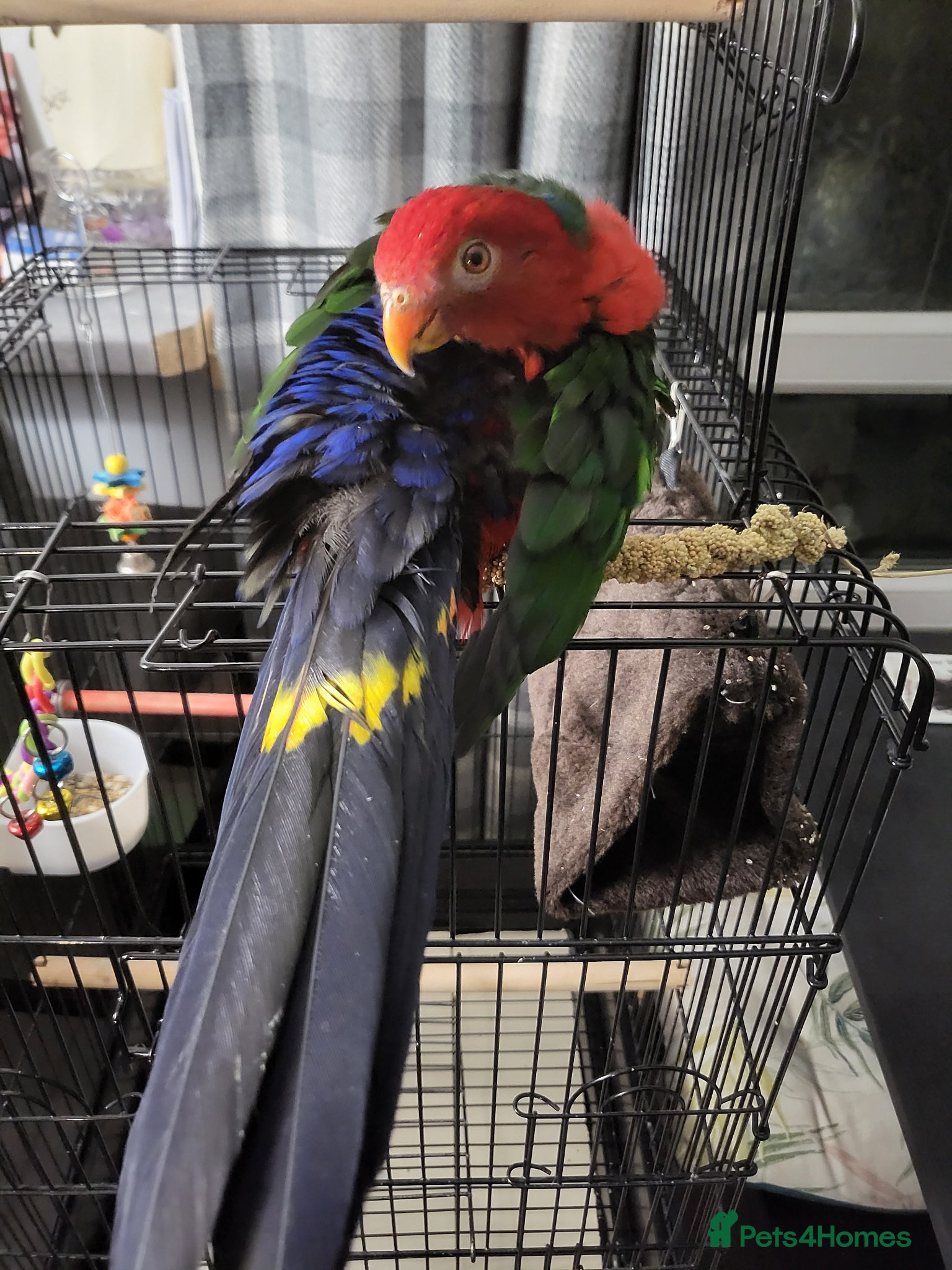 Parrots birds RARE  Australian  king  Parrot  - Advert 1